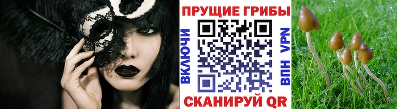 Галлюциногенные грибы Psilocybine cubensis  Донецк 